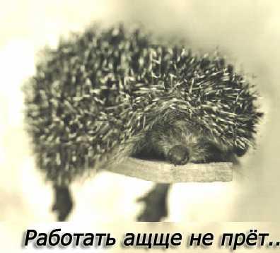 [Зображення: 31742905_ezhik_bez_golovuy.jpg]