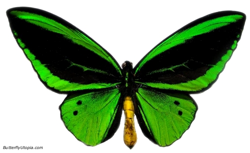http://img0.liveinternet.ru/images/attach/c/0/35/26/35026000_157green_birdwing_butterfly.jpg