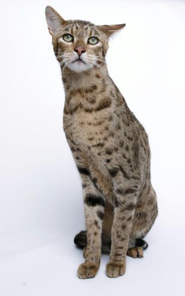 //img0.liveinternet.ru/images/attach/c/0/35/672/35672185_ashera_www_etoday_ru_2007_12_ashera_php__leopard_cat.jpg