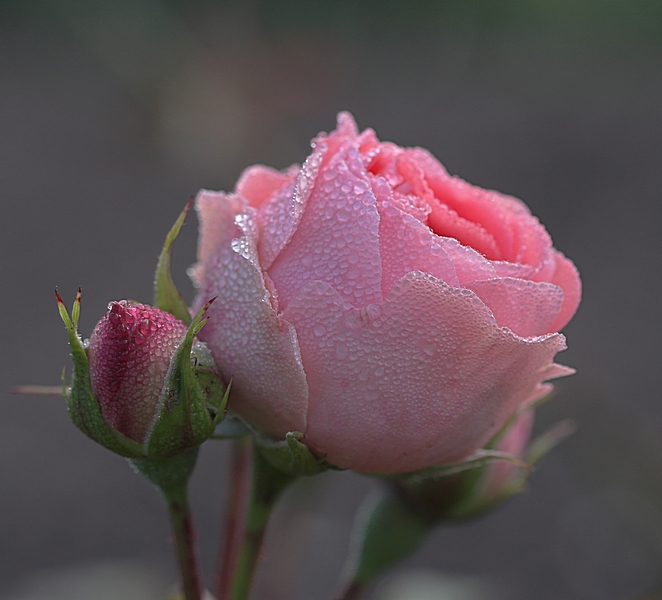 Нежные Розы Фото