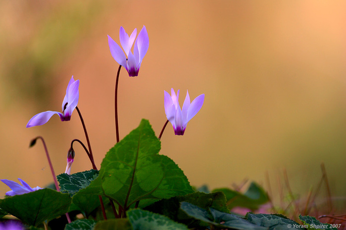 Весенние цветы фотографа Yoram Shpirer