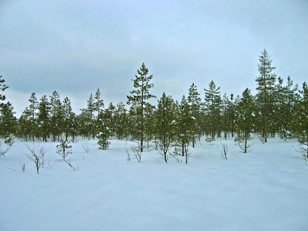 (600x450, 62Kb)