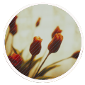  (120x120, 23Kb)