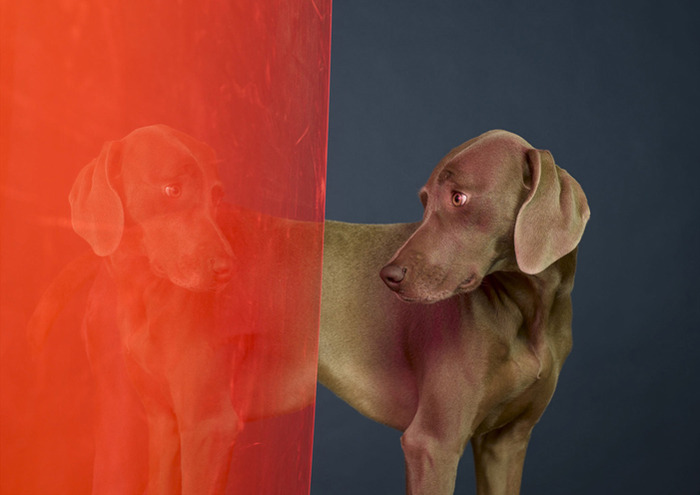 William Wegman