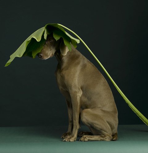 William Wegman