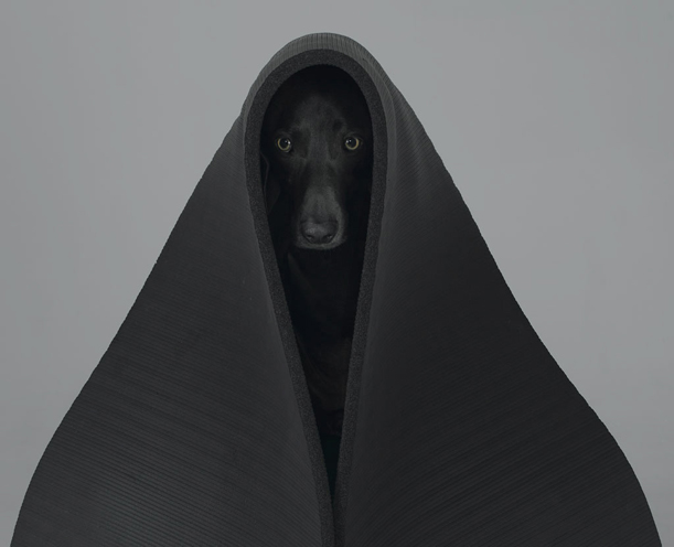 William Wegman