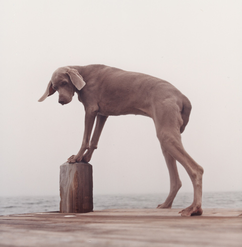 William Wegman