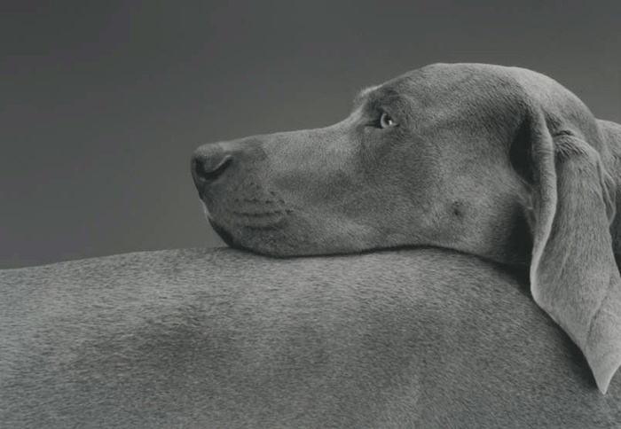 William Wegman