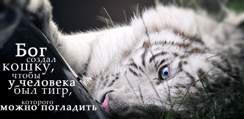  (490x240, 32Kb)