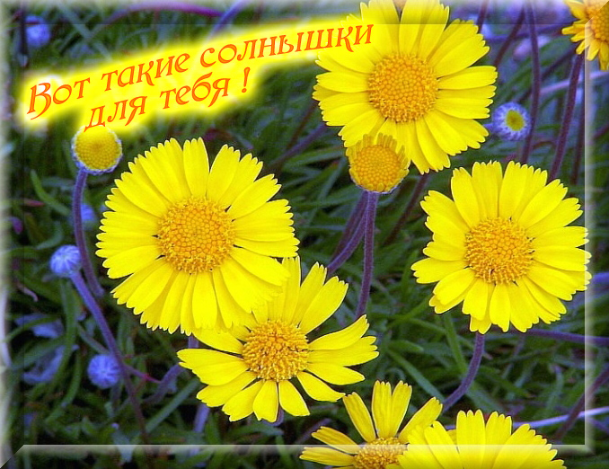 http://img0.liveinternet.ru/images/attach/c/0/42/252/42252336_20801464_solnuyshki.jpg