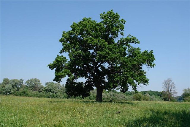 http://img0.liveinternet.ru/images/attach/c/0/42/488/42488544_b4abe1851ee5.jpg