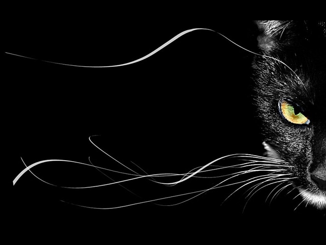 кот