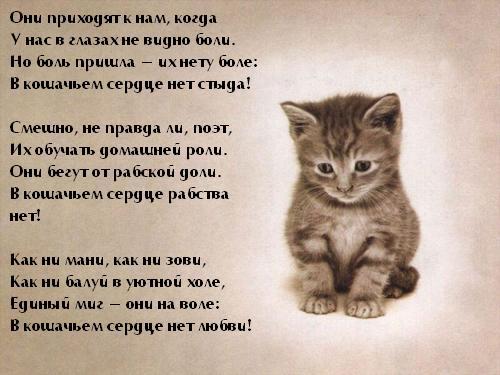 Стих о любимом коте Стих о любимом коте