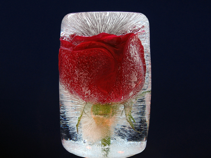 Как сделать замороженную розу
