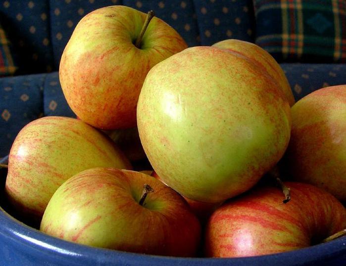 Сорта яблок для краснодарского края фото с названием