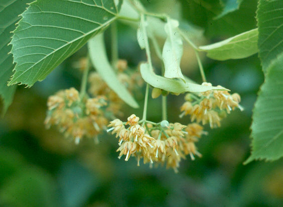 Linden Flower