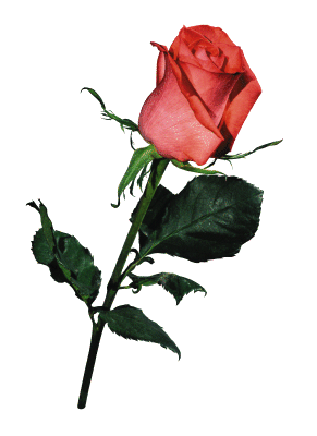 29275209_rose68969 (291x400, 27Kb)