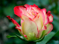 mflowers8 (200x150, 18Kb)