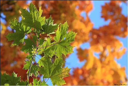 48210608_f_15792382 (448x300, 46Kb)