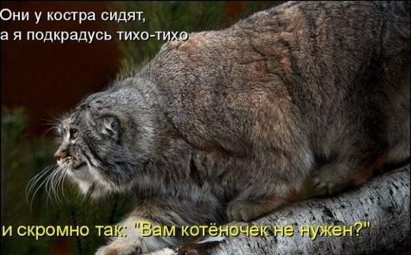 50502140_manul.jpg