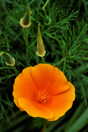 Orange Flowers Pictures. Orange Flowers Plants with