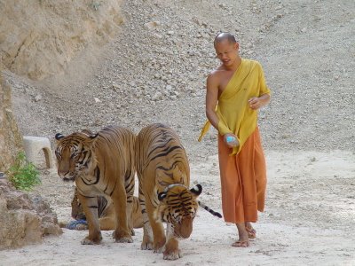 http://img0.liveinternet.ru/images/attach/c/1//51/151/51151048_tiger_temple_01.jpg