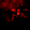  (100x100, 8Kb)