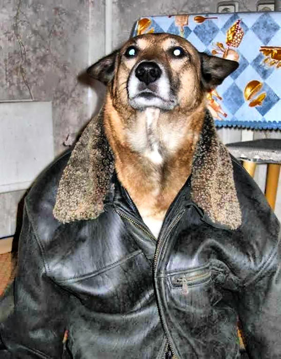 собака в куртке