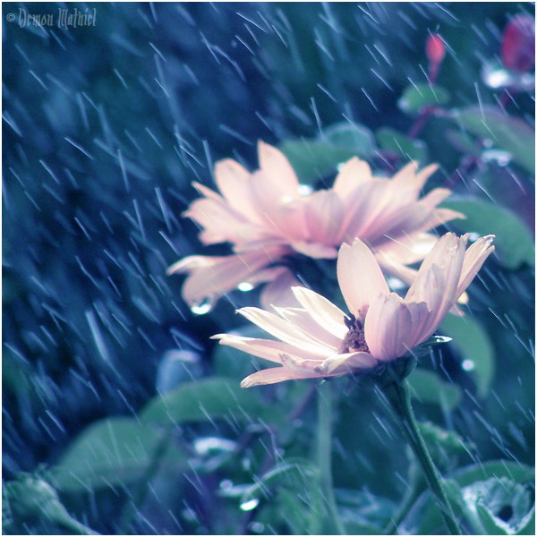  (600x600, 87Kb)