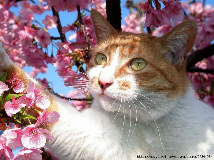 Весенний сонет влюбленного кота!!! (700x525, 77Kb)