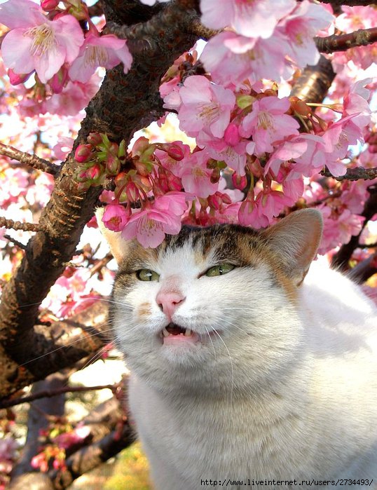 Весенний сонет влюбленного кота!!! (538x699, 104Kb)