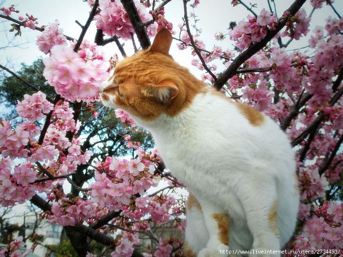 Весенний сонет влюбленного кота!!! (700x525, 98Kb)