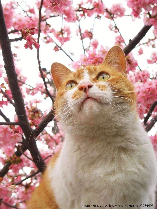 Весенний сонет влюбленного кота!!! (523x698, 72Kb)