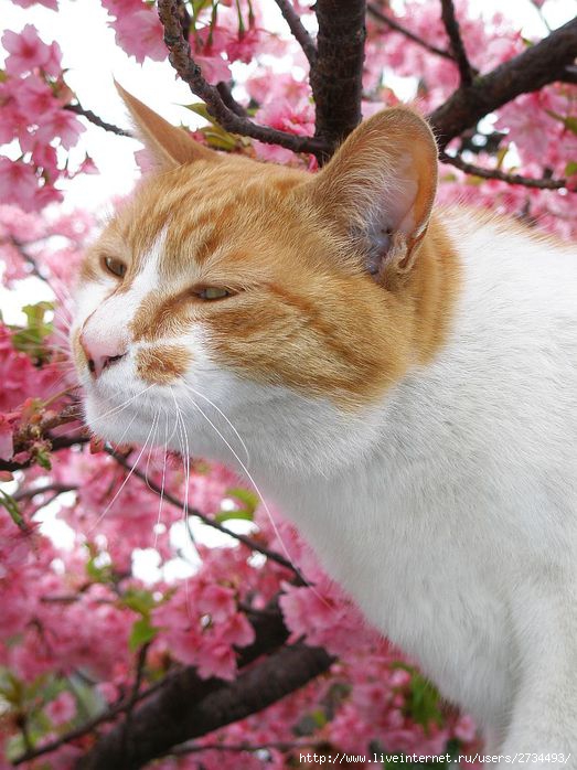Весенний сонет влюбленного кота!!! (523x698, 73Kb)