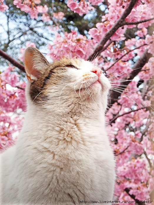 Весенний сонет влюбленного кота!!! (523x698, 351Kb)