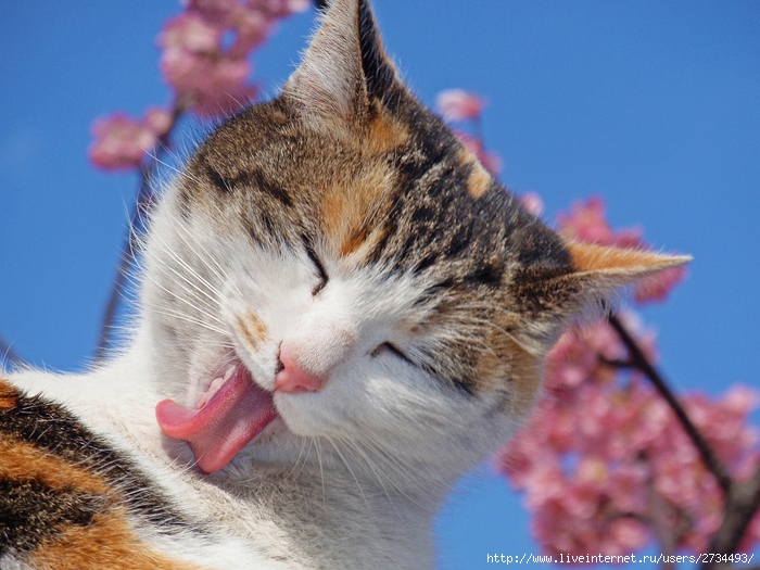 Весенний сонет влюбленного кота!!! (700x525, 290Kb)