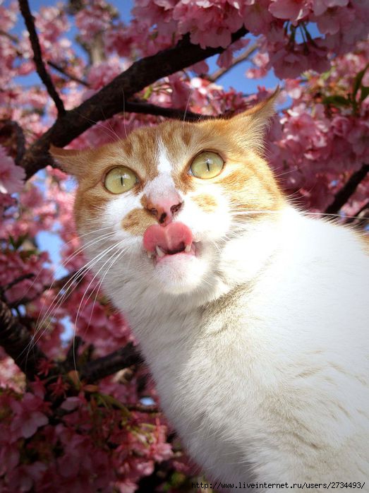 Весенний сонет влюбленного кота!!! (523x698, 66Kb)