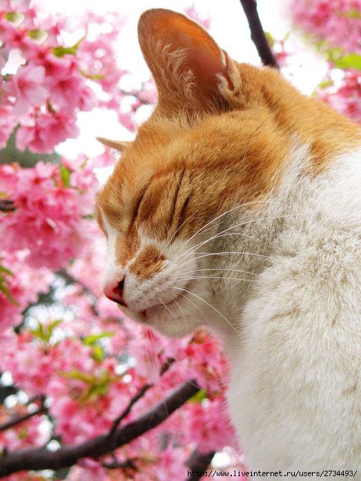 Весенний сонет влюбленного кота!!! (523x698, 76Kb)
