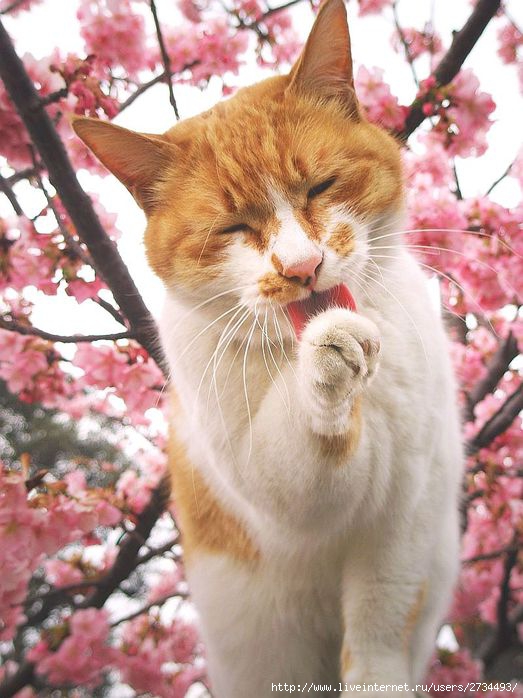 Весенний сонет влюбленного кота!!! (523x698, 71Kb)