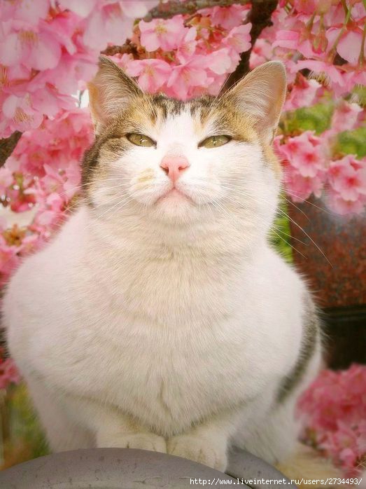 Весенний сонет влюбленного кота!!! (523x698, 58Kb)