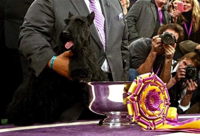 Westminster Kennel Club Dog Show - 15-16 2010 .