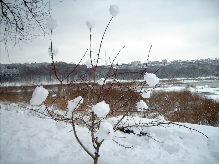 дерево красивое, комсомольское озеро