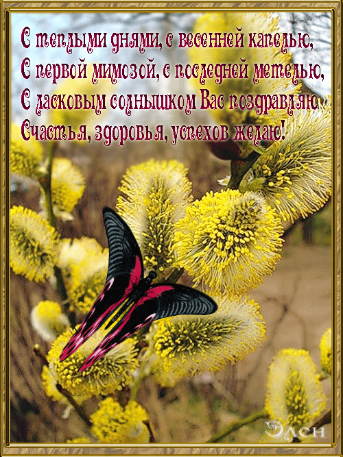 Верба. C Праздником! (500x667, 478Kb)