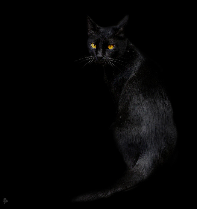 Чёрный кот. 
