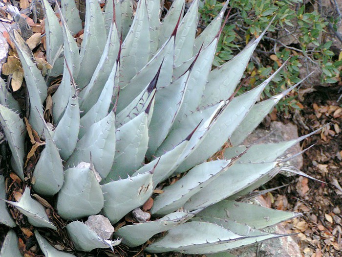 Аризона: Парк ‘Chiricahua’ - CHIRICAHUA NATIONAL MONUMENT 89058