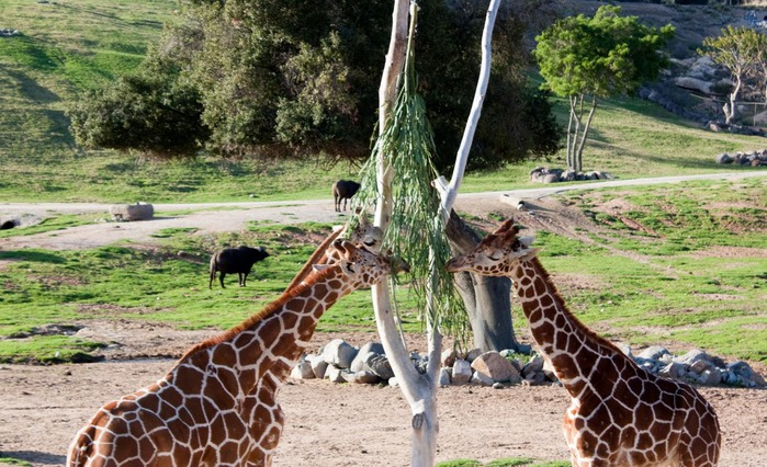 Парк Диких Животных (Wild Animal Park), San Diego 84931