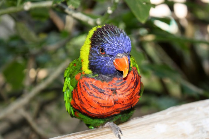 Парк Диких Животных (Wild Animal Park), San Diego 67166