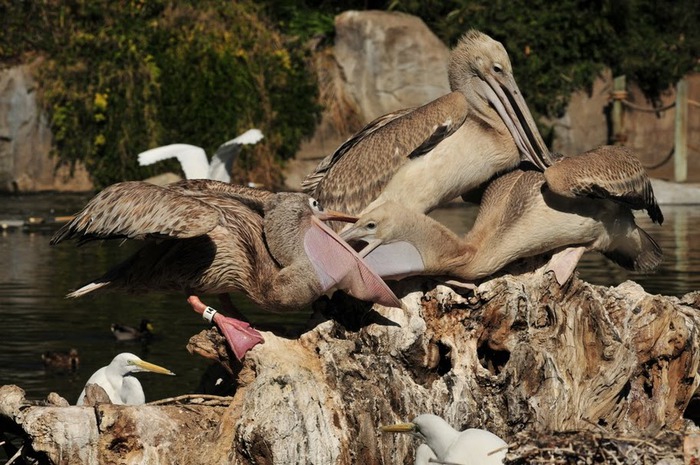 Парк Диких Животных (Wild Animal Park), San Diego 63802