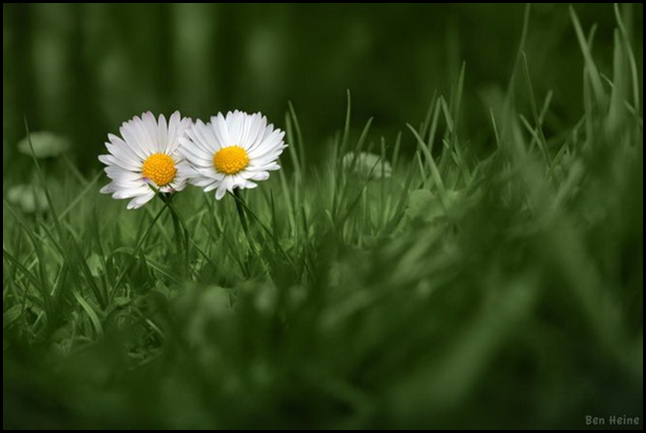 Фотохудожник Бен Гейне (Ben Heine)