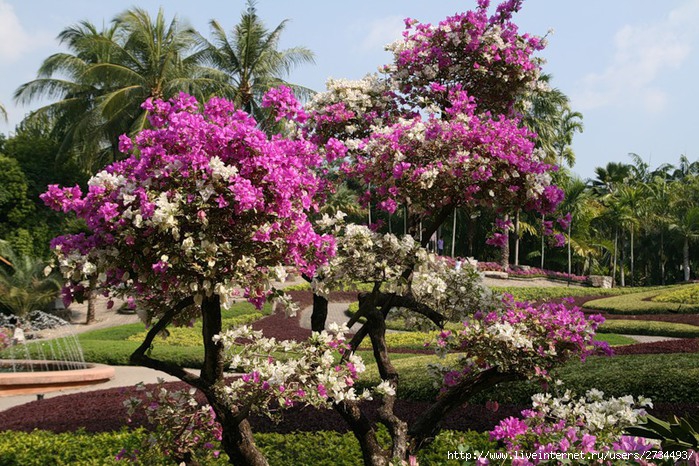 Nong Nooch Tropical Garden. (699x466, 162Kb)